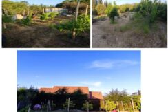 Arboles frutales y Viña