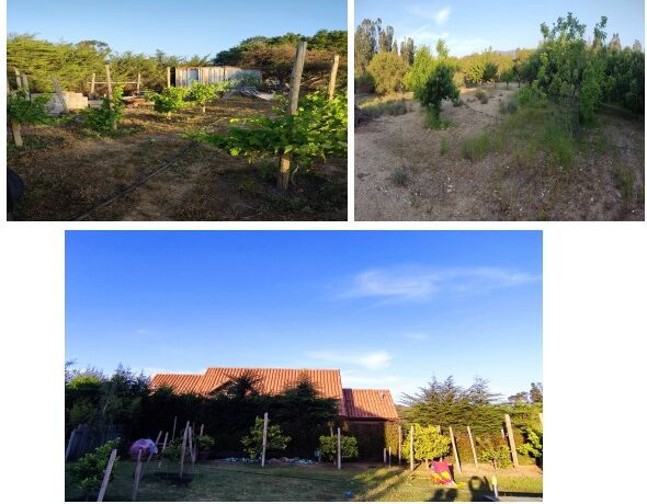 Arboles frutales y Viña